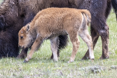 Buffalo Baby Yellowstone NP 2025